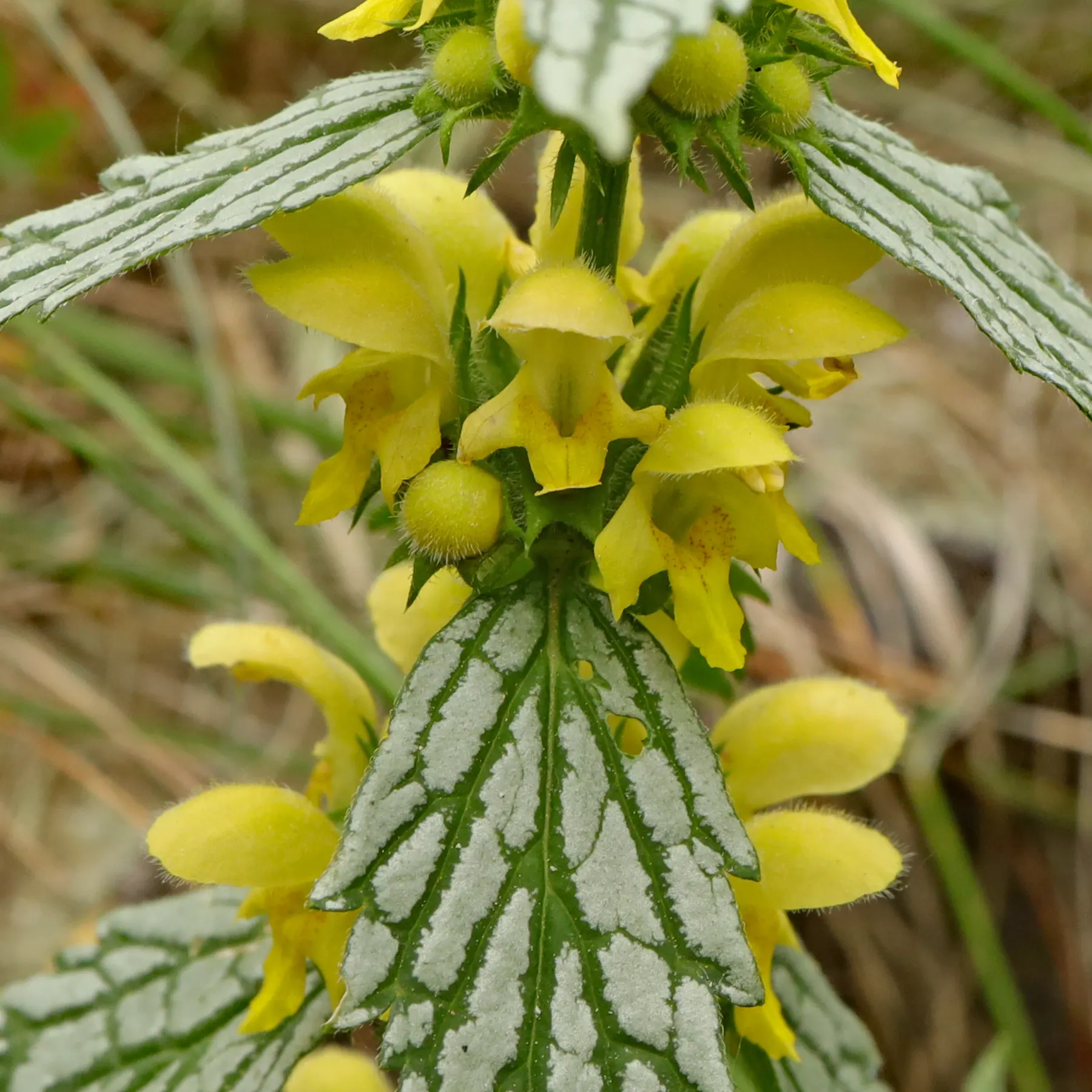 Lamium galeobdolon Hermanns Pride