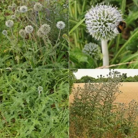 Echinops sphaerocephalus kogeldistel